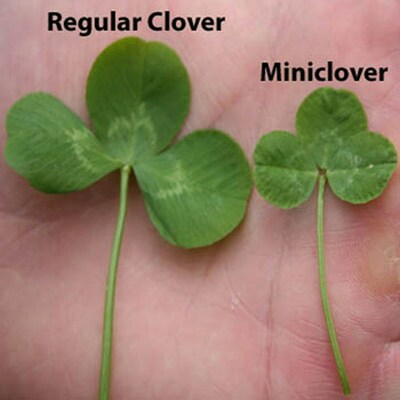 Miniclover is one-third to half the size of white Dutch clover, only growing 4-6 inches, producing a thick, carpet-like look that blends well with turf.