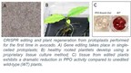 农业生物技术创新者GreenVenus通过基因编辑实现了不褐变鳄梨的突破