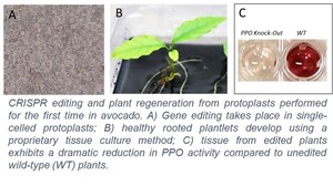 Ag-Biotech Innovator GreenVenus Achieves Breakthrough in Non-Browning Avocado Through Gene Editing
