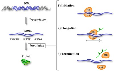 Translation within Protein Synthesis