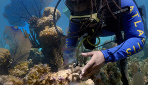 IN CELEBRATION OF WORLD OCEAN MONTH ATLANTIS PARADISE ISLAND AND ATLANTIS BLUE PROJECT FOUNDATION ANNOUNCE PLANS TO BUILD THE BAHAMAS' FIRST CORAL GENE BANK