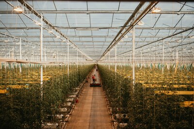 Greenhouse with Source.ag’s AI smart farm solution