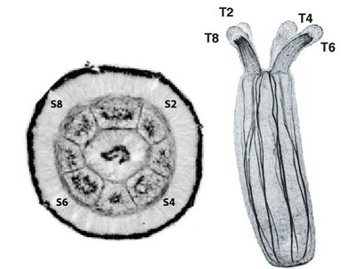Oral view of the sea anemone, Nematostella vectensis, at the embryonic stage (left) compared to a juvenile polyp viewed from the side (right). Segments in the embryo (S2-S8) develop into the polyp’s tentacles (T2-T8).