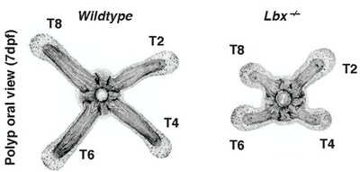 Comparison of morphological difference between a normal seven-day-old sea anemone (left) and a sea anemone lacking a required segment polarity gene (right).