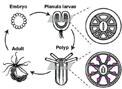 Schematic illustration of the sea anemone, Nematostella vectensis, life cycle. Retractor muscle cell types (magenta) are patterned within segments.