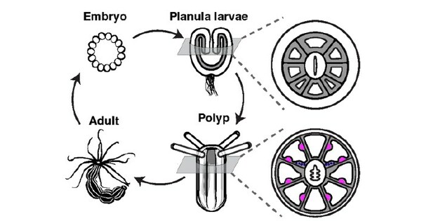 Uncovering mechanisms of…  Stowers Institute for Medical Research