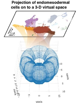3D expression atlas of developing sea anemone. Single cell RNA sequencing data from 72-hour-old sea anemone cells are projected onto a 3D virtual space.
