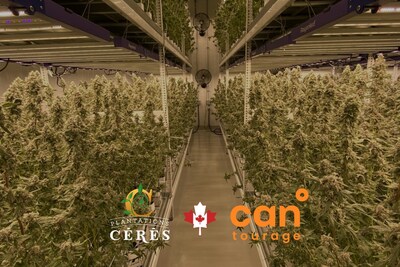 Cantourage and Plantation Ceres further solidify their partnership with entry into the UK