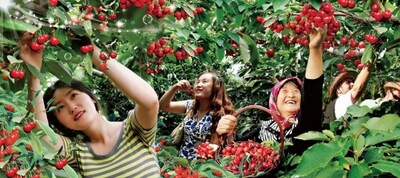Photo shows tourists picking cherries in Kunyu Mountain, Weihai City's Wendeng District, east China's Shandong Province. (PRNewsfoto/Xinhua Silk Road)