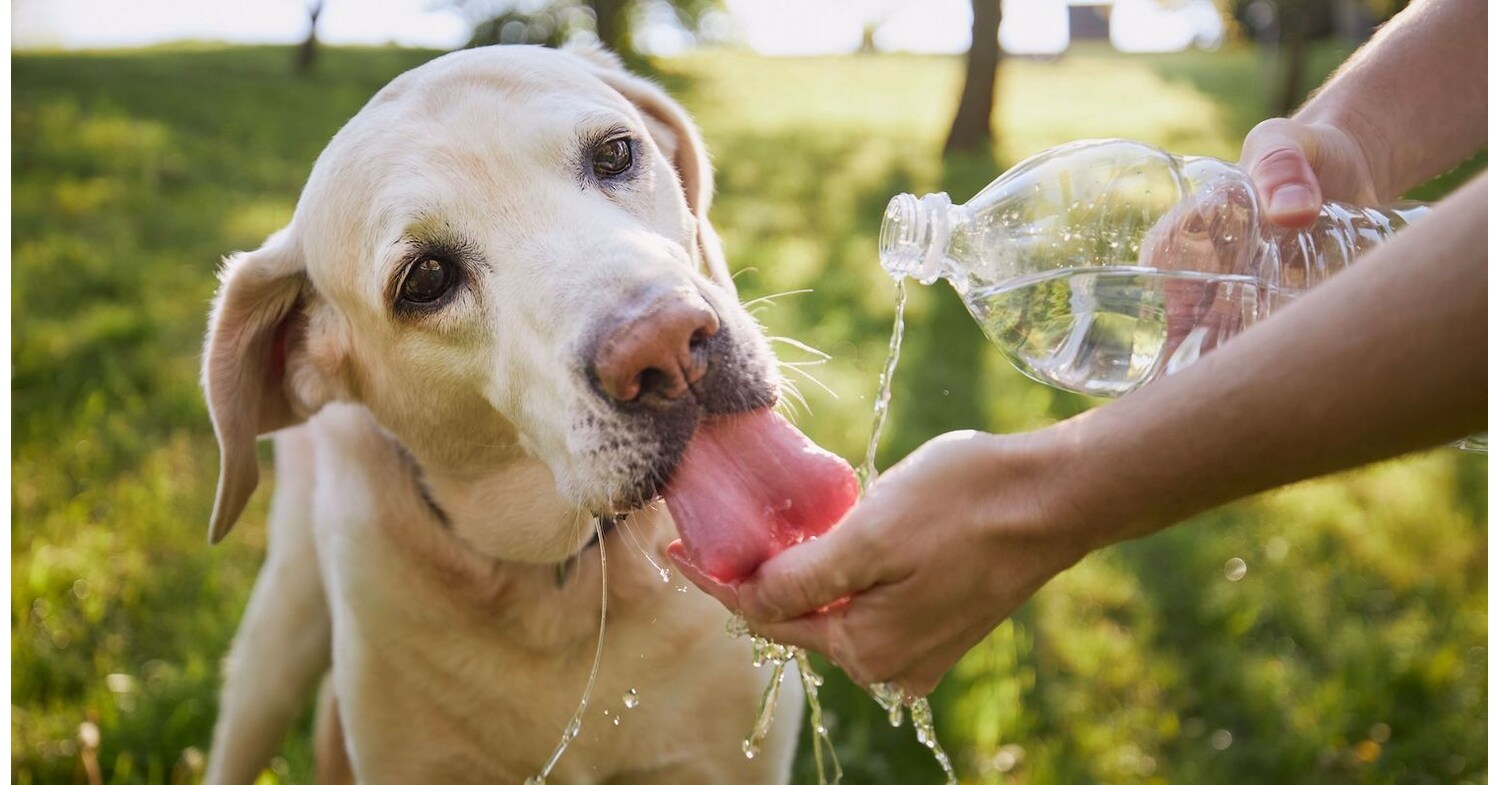 Summer's Here - YuMOVE Offers 5 Tips for Pets to Have an Amazing Summer - Vimarsana News