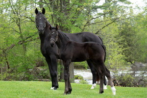RCMP Name the Foal contest produces 12 names for our new foals