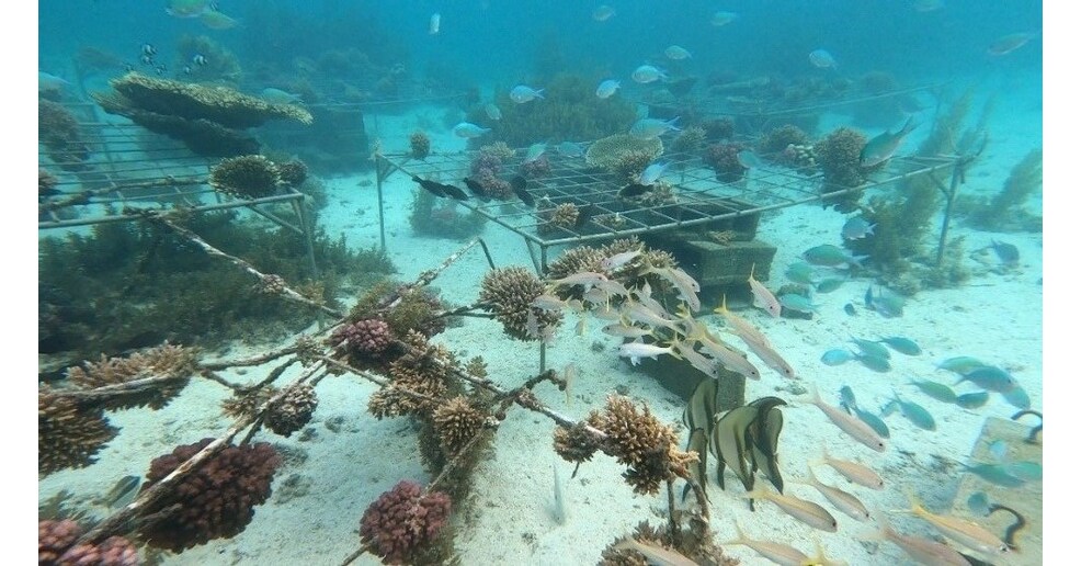 Iniciativa Huawei-IUCN Tech4Nature Anunciou Nova Fase do Projeto de Prote&ccedil;&atilde;o aos Recifes de Corais.