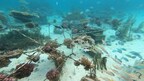 Iniciativa Huawei-IUCN Tech4Nature Anunciou Nova Fase do Projeto de Proteção aos Recifes de Corais.