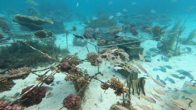 Coral trasplantado en el sitio de restauración (fuente de la imagen: N. Nazurally, EcoMode Society) (PRNewsfoto/Huawei)