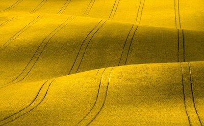 Rolling fields of blooming canola