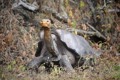 Rewilding Giant Tortoises Engineers Plant Communities: A Study Reveals ...