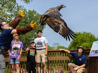 Kira Klebe, Hospital Manager at the World Bird Sanctuary in St. Louis, Missouri, releases Eaglet 23-126 at The Audubon Center at Riverlands in West Alton, Missouri, on the banks of the Mississippi River.