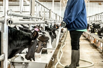 Veal calves receive milk formula, water, and grain daily. They are raised for about 6 months and are harvested at about 500 pounds - bigger than a pig and older than a turkey at the time of harvest.