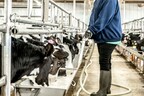 Veal.org Answers Most Asked Questions About the Veal Industry