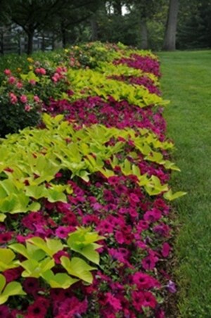 Effortless Garden Maintenance: Keep Your Yard Looking Stunning All Summer with Wave Petunias Effortless Garden Maintenance: Keep Your Yard Looking Stunning All Summer with Wave Petunias