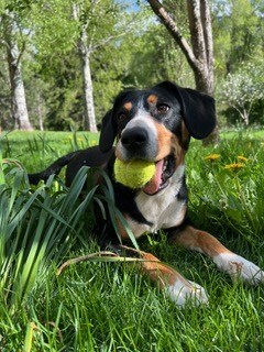 Josephine, a curious canine from Colorado, found out the hard way that sneaking snacks off the kitchen counter can be deadly.