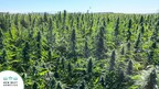 NWG AMPLIFY™, A Hybrid Hemp Seed, is Poised to Transform the Hemp Supply Chain