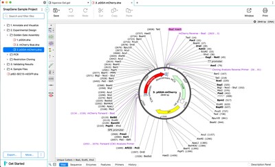 Screenshot of SnapGene 7.0 showing a new interface and tabbing system Screenshot of SnapGene 7.0 showing a new interface and tabbing system