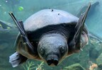 "Bali Safari Park: Preserving the Majestic Pig-nosed Turtle - A Remarkable Conservation Story