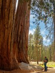 Visit Visalia is Thrilled Generals Highway in Sequoia & Kings Canyon National Park Is Open to Visitors