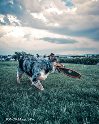 Perros en movimiento fotografiados con un smartphone HONOR Magic5 Pro por Susana Portillo.