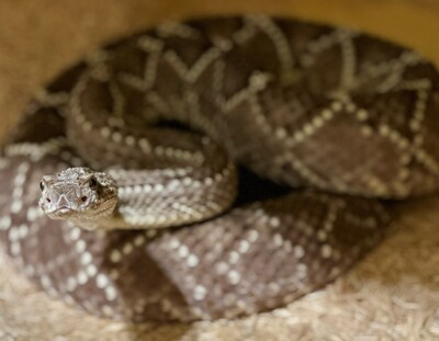Rattlesnake baby_Celtic Biotech Colony_Kentucky Reptile Zoo 
