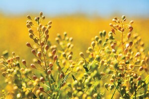 EarthDaily Agro and Global Clean Energy Announce Partnership to Grow Adoption of Camelina-Based Renewable Fuel
