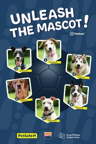 Unleash The Mascot!  Vote for which pup you think should be the official mascot for One Knox SC with PetSafe