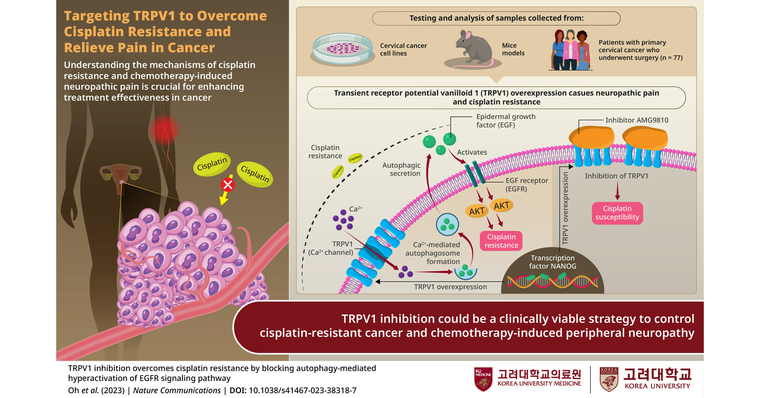 Team from Korea University Medicine Explores Ways to Overcome Cisplatin Resistance and Alleviate Pain in Cancer Treatment