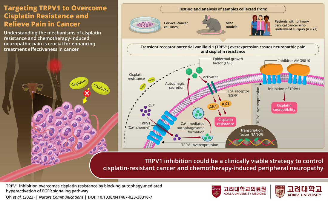 Team from Korea University Medicine Explores Ways to Overcome Cisplatin Resistance and Alleviate Pain in Cancer Treatment - Vimarsana News