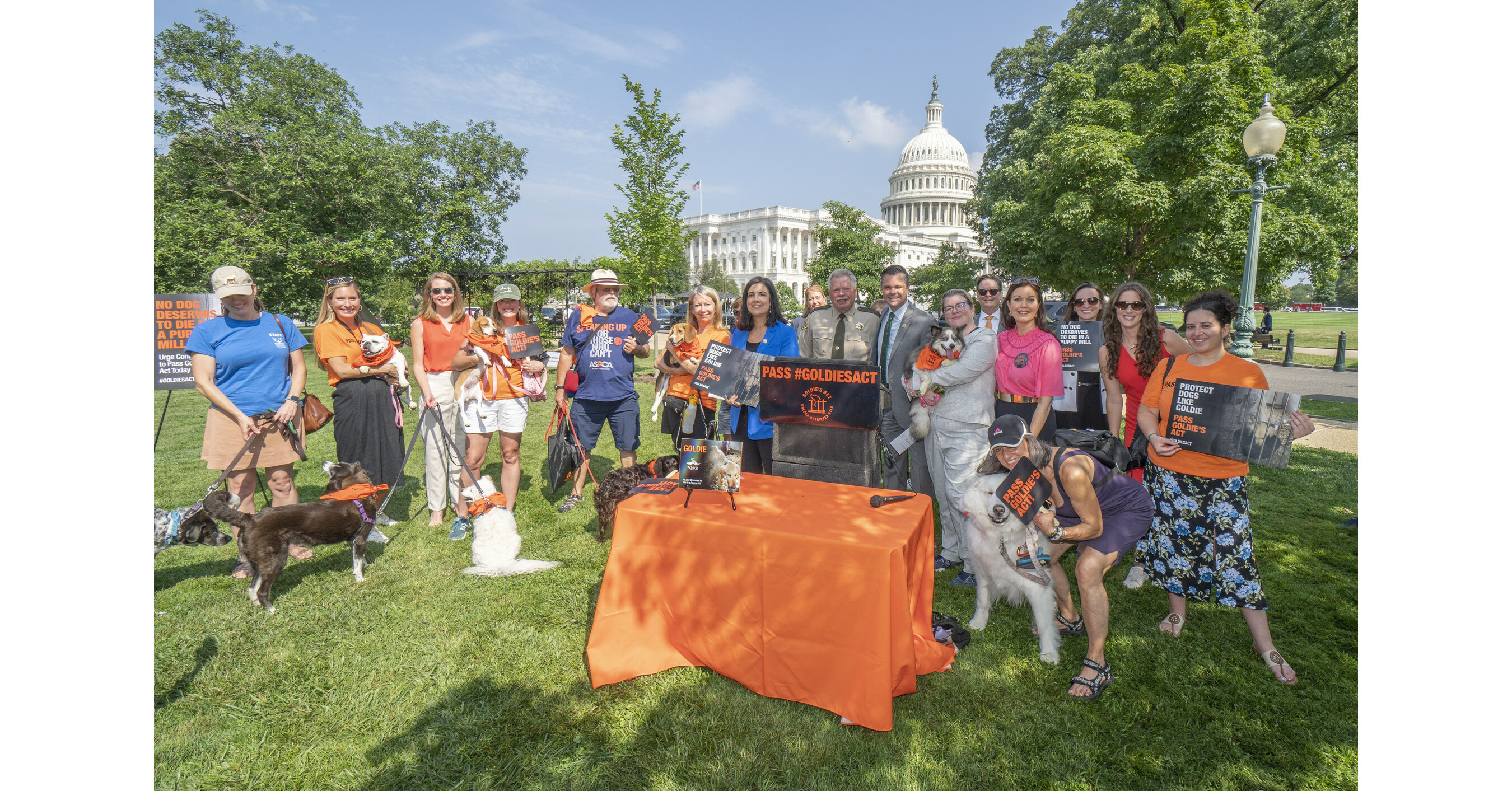 PHOTOS  Introducing Washington's newest team dog, Goldie