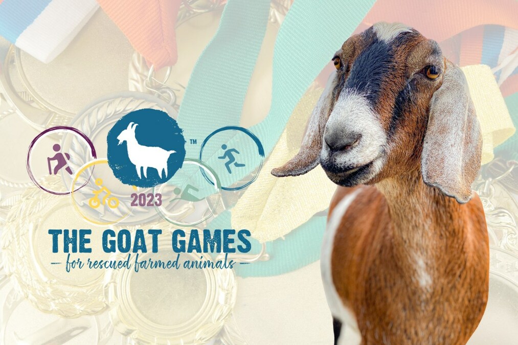 Farm Animals Call on the Nation to Rally for the 2023 Goat Games, Hosted by Catskill Animal Sanctuary, Aug. 8 - Vimarsana News