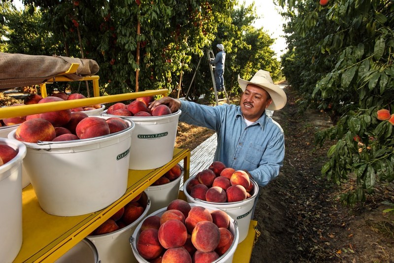 Gerawan Farming (PRNewsFoto/Gerawan Farming)