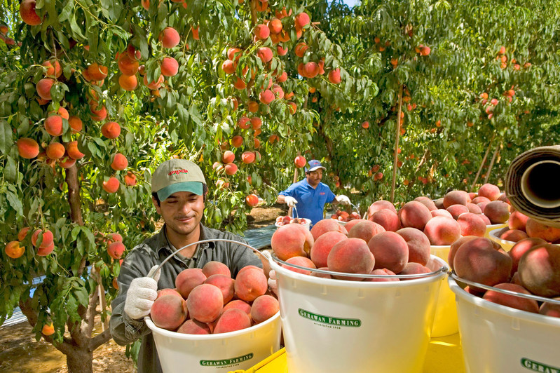 Gerawan Farming (PRNewsFoto/Gerawan Farming)