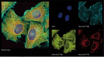 Multi-stained specimen of HeLa cells. Nucleus (DAPI), Actin (Alexa Fluor® 488), Tubulin (Alexa Fluor® 568), Mitochondria (Alexa Fluor® 750).