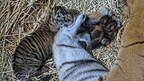 San Diego Zoo Wildlife Alliance Celebrates the Birth of Two Sumatran Tiger Cubs at the San Diego Zoo Safari Park--Just in Time for Global Tiger Day, July 29