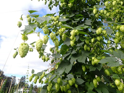 This project will develop genomic tools to build a selection system that will screen thousands of hops seedlings for genetic markers and determine which are linked to positive traits such as disease and drought resistance. This data will inform future efforts to breed hop varieties that have the ideal mix of traits to be climate change resistant. (CNW Group/Genome British Columbia)