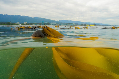 Kelp forests are under threat by multiple stressors including climate change that has resulted in the loss of more than half of BC kelp forests in the last eight years. The KelpGen project will develop high-quality genomic resources for two keystone kelp forest species. (CNW Group/Genome British Columbia)