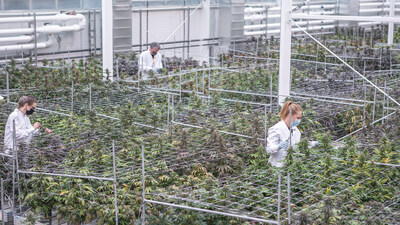The project aims to develop varieties of cannabis more suited to outdoor cultivation for the Canadian climate in order to reduce the carbon footprint of cannabis production. (CNW Group/Genome British Columbia)