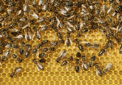 The project is using models to study how landscape differences, weather patterns and food availability, in combination with pest and pathogen prevalence, will impact overall bee health. This work will provide a better understanding of how climate change will affect bee health and help BC beekeepers, crop growers and policymakers to prepare and take preventative steps to mitigate future challenges. (CNW Group/Genome British Columbia)