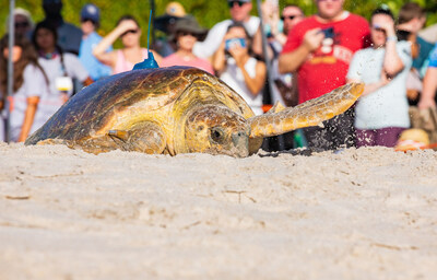 Teams from Disney Conservation and the Sea Turtle Conservancy released two sea turtles July 29, 2023, as part of the 16th annual Tour de Turtles event at Disney's Vero Beach Resort. Tour de Turtles tracks the journey of sea turtles from their nesting beaches to their feeding grounds and provides scientific data on how best to protect their species. All activities conducted under permits MTP-260 and MTP-23-133A.