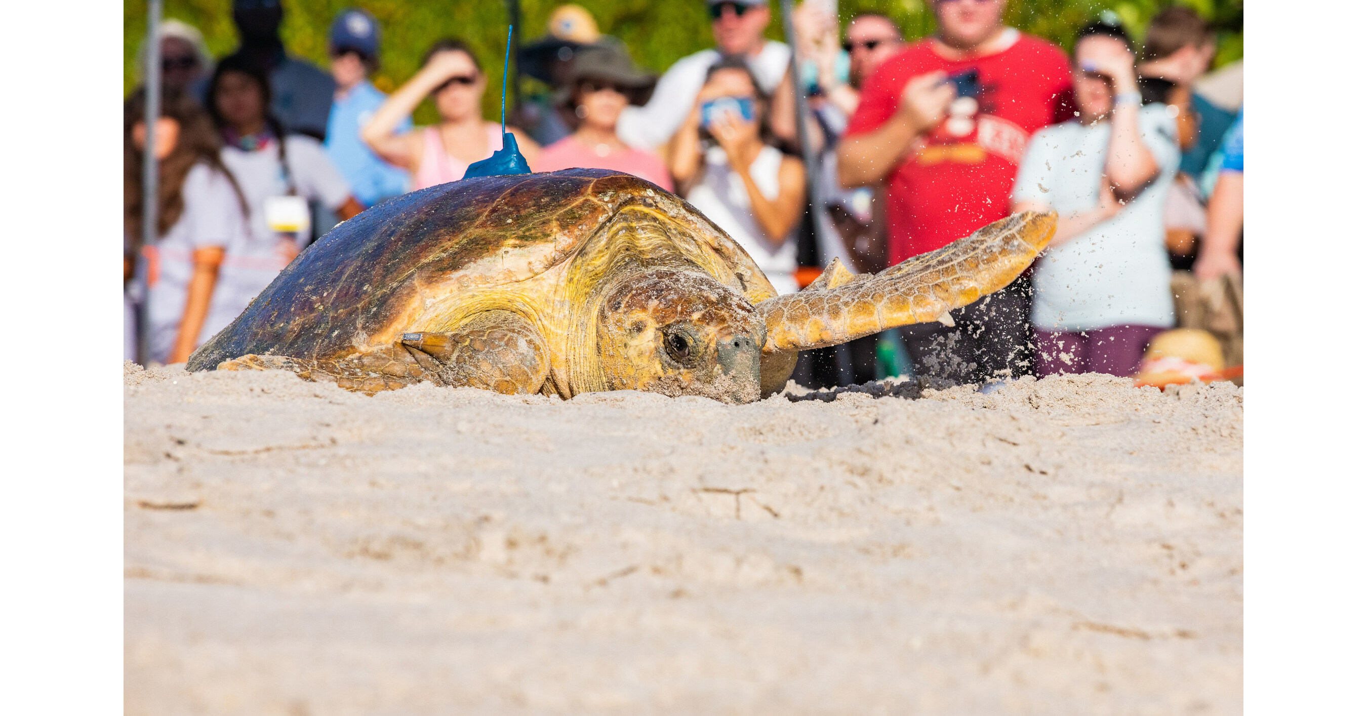 Turtle Beach Tours - Book Now