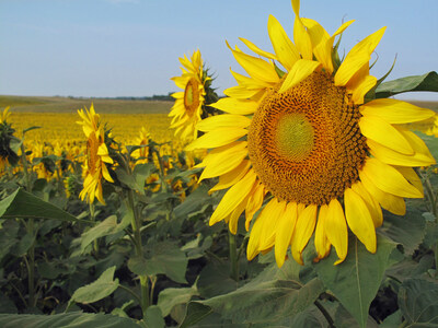 North Dakota Tourism has launched the state’s 2023 Sunflower Blooms Guide detailing the location of more than a dozen stunning sunflower fields for visitors to enjoy the brilliant summer hues.