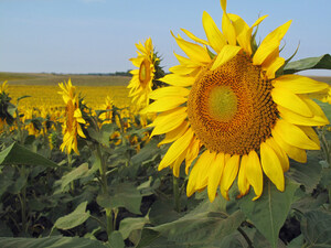 North Dakota Landscape Awash in Vibrant Yellow Sunflowers