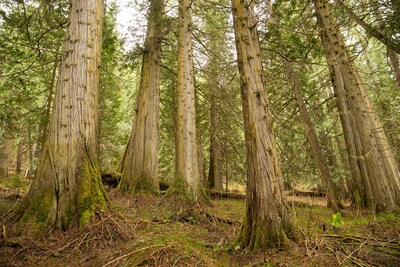 Old-Growth Forest in British Columbia, Canada (CREDIT: Stand.earth) (CNW Group/Age of Union Alliance)